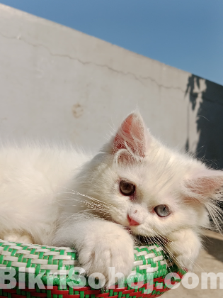 Persian cat